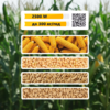 ag corn3 blank